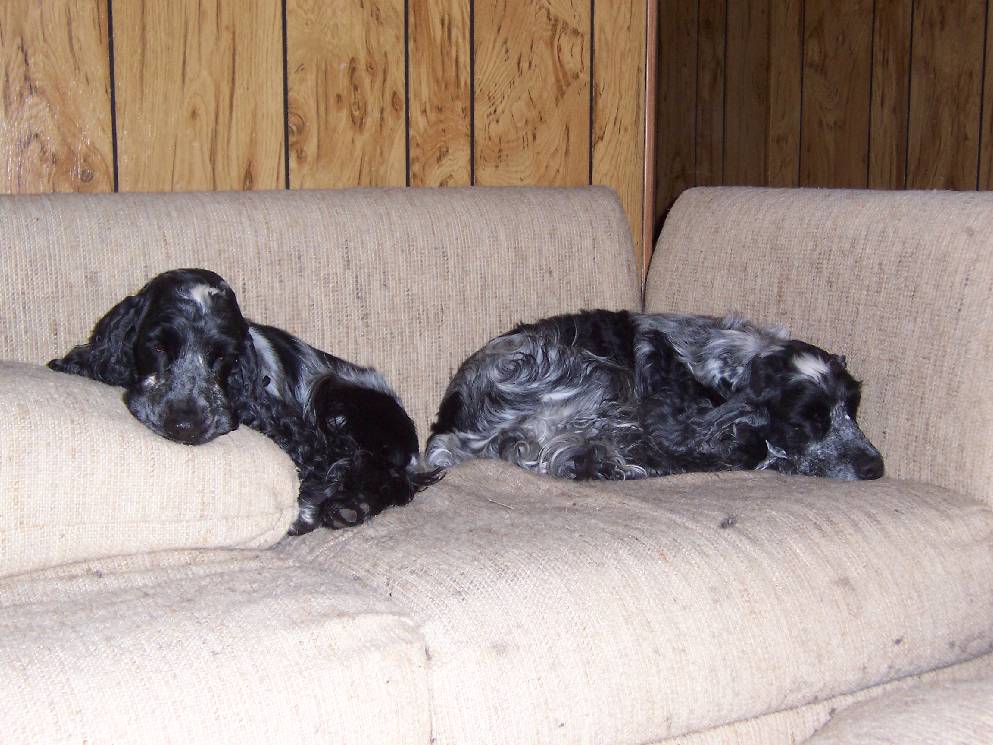 ridgebury english cocker spaniels