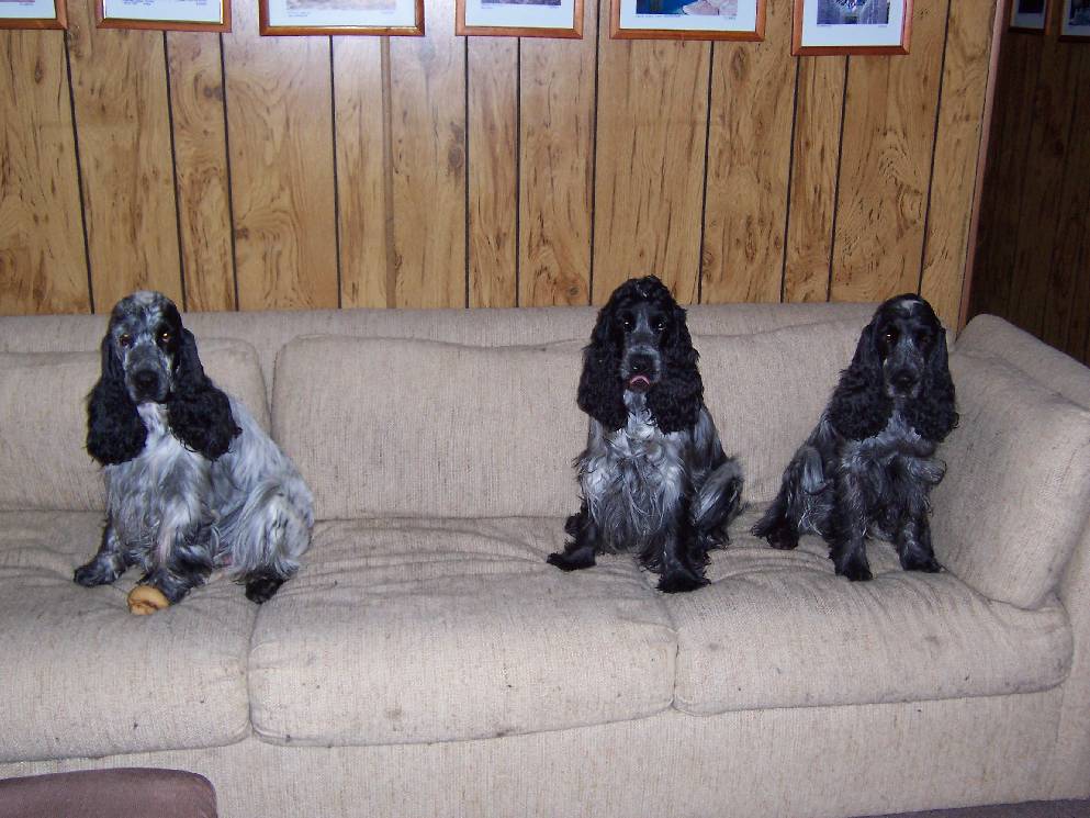 winfree english cocker spaniels